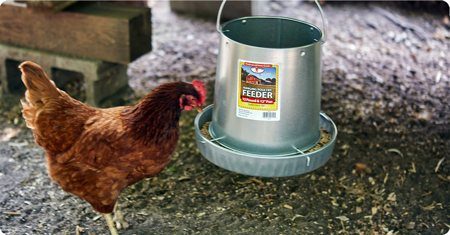 View of How to Set Up a Backyard Chicken Coop | IFA's Helping to Grow Blog
